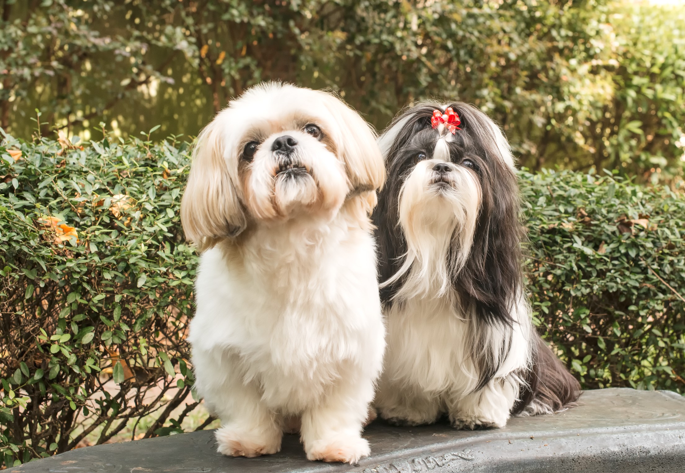 Picture of Two Children